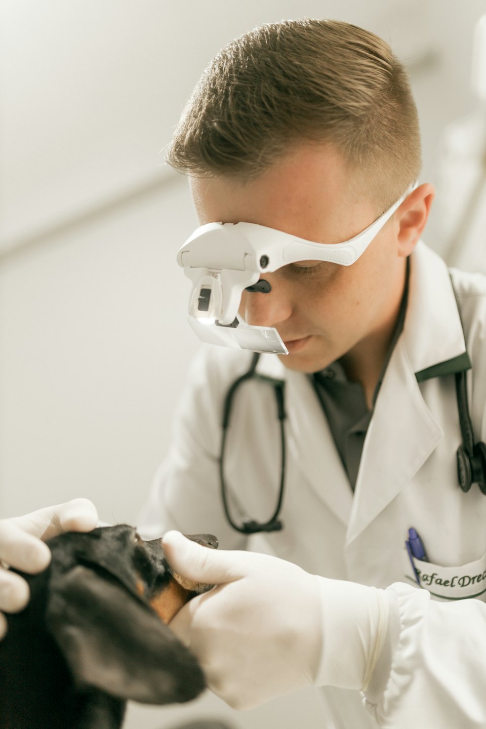 Veterinár vyšetruje tlamu jazvečíka svetlom.